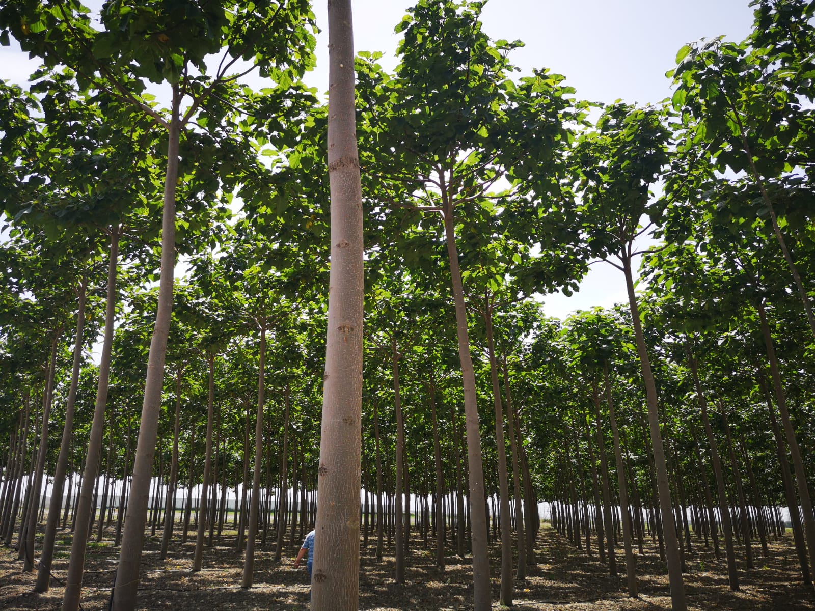 Ervaren Investeerder