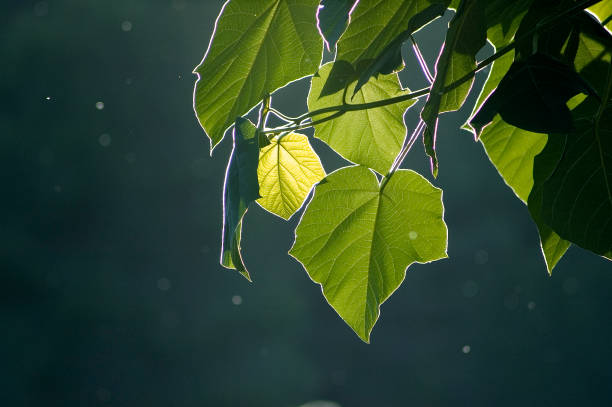 Portugese landbouwgrond