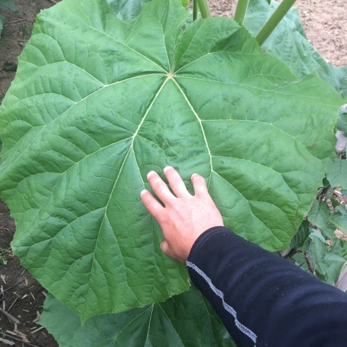 Portugese landbouwgrond