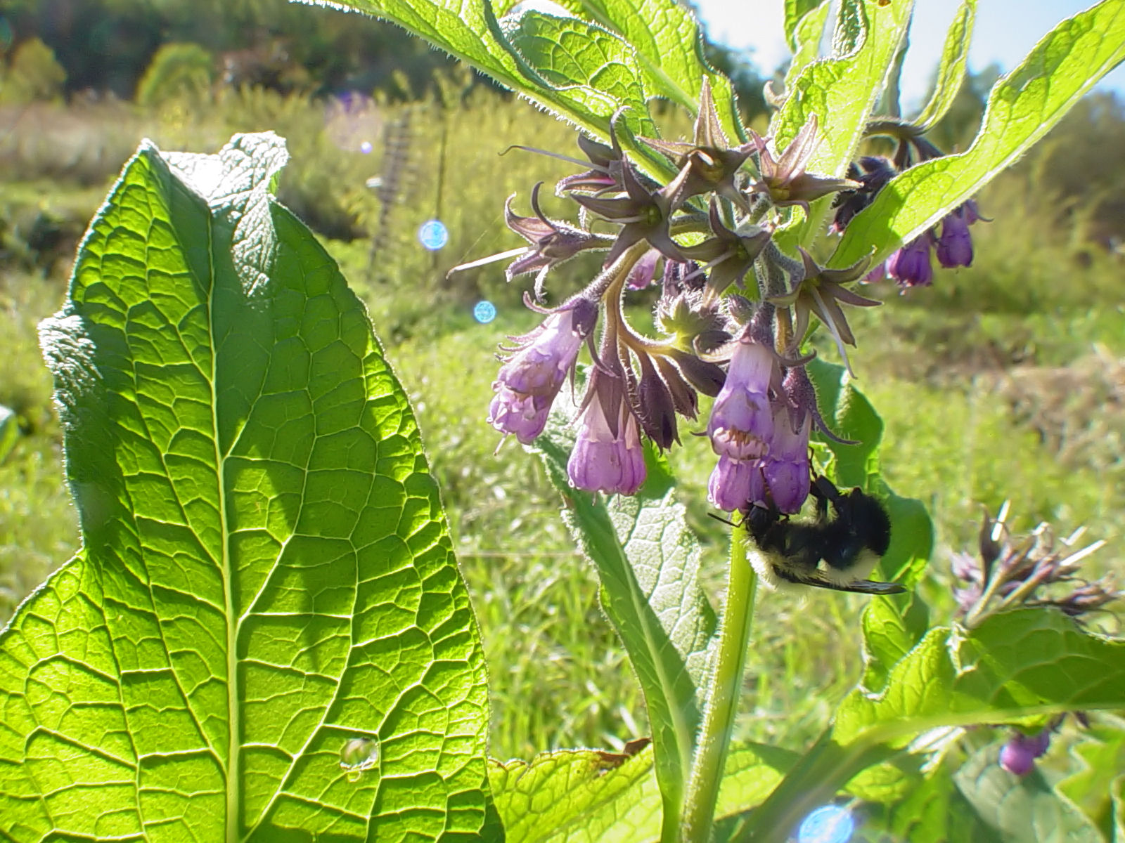Biodiversiteit en konijnen
